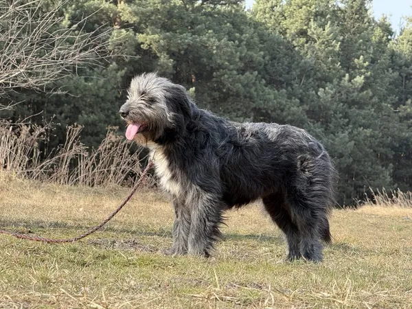 Pies do adopcji, Pieczyska, 31 marca 2025 (5/5)