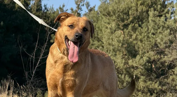 Pies do adopcji, Pieczyska, 31 marca 2025 (1/5)