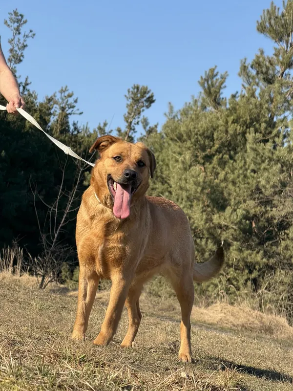 Pies do adopcji, Pieczyska, 31 marca 2025 (3/5)