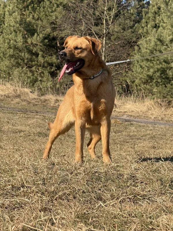 Pies do adopcji, Pieczyska, 31 marca 2025 (4/5)