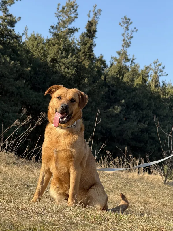 Pies do adopcji, Pieczyska, 31 marca 2025 (5/5)