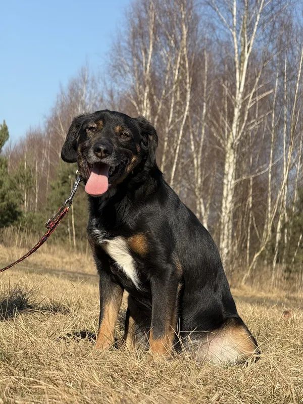 Pies do adopcji, Pieczyska, 31 marca 2025 (3/5)