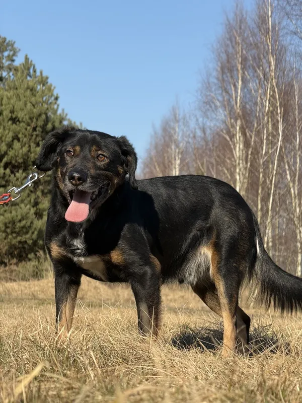 Pies do adopcji, Pieczyska, 31 marca 2025 (4/5)