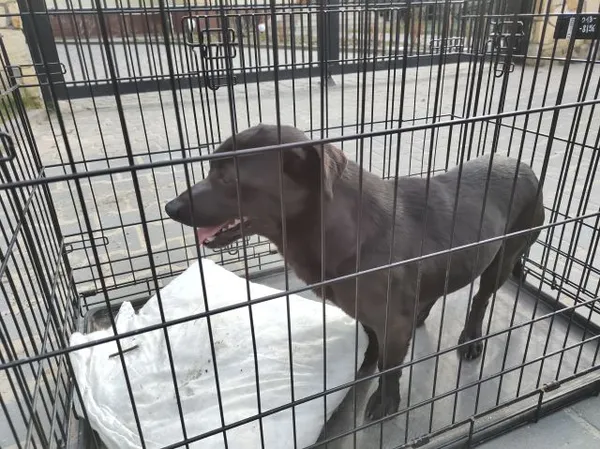 Znaleziono psa, Radom, 30 marca 2025