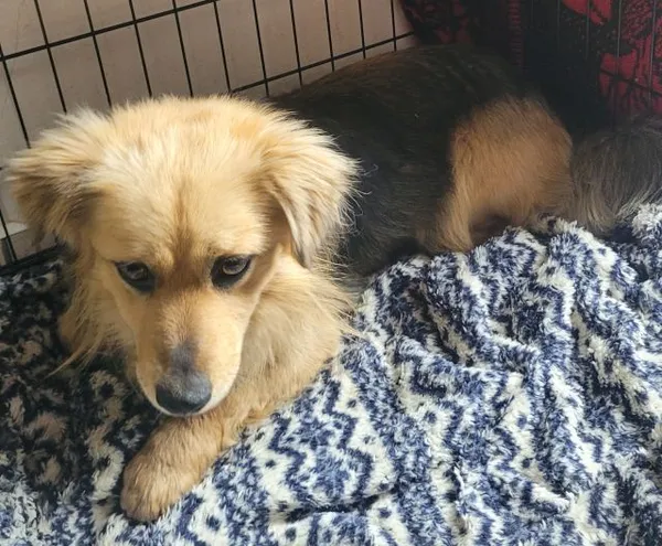 Znaleziono psa, Radom, 30 marca 2025