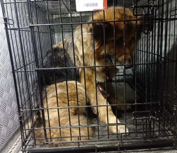 Znaleziono psa, Radom, 29 marca 2025