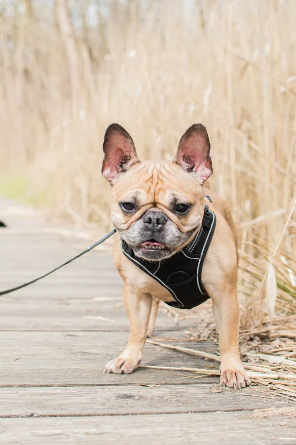 Znaleziono psa, Sosnowiec, 31 marca 2025 (4/5)