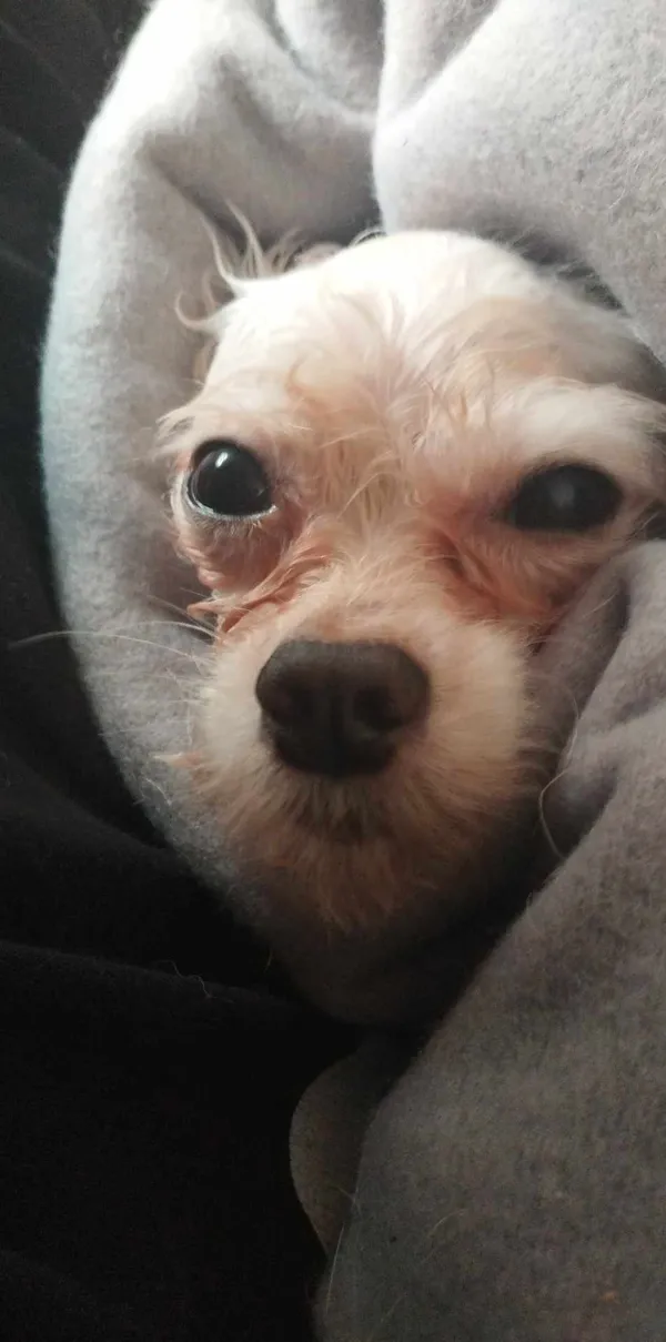 Znaleziono psa, Sosnowiec, 31 marca 2025