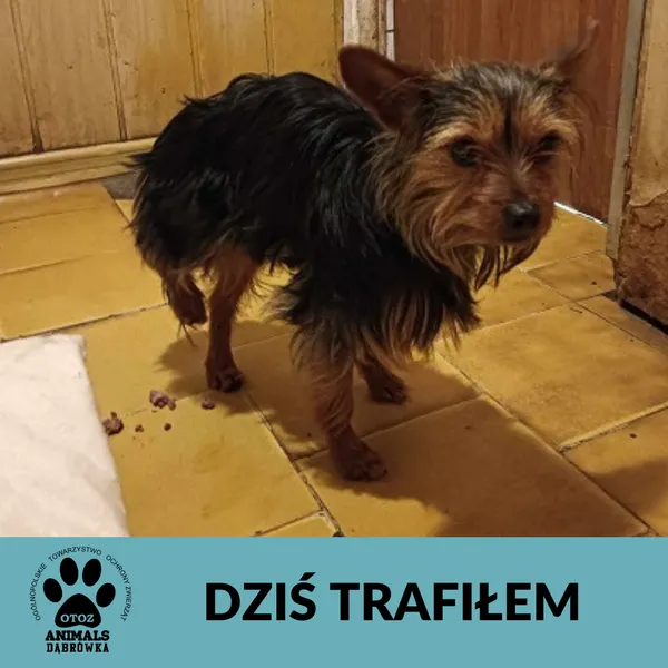 Znaleziono psa, Dąbrówka, 31 marca 2025