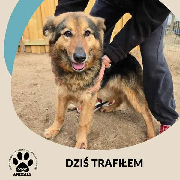 Znaleziono psa, Dąbrówka, 29 marca 2025