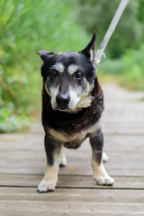 Znaleziono psa, Sosnowiec, 29 marca 2025 (1/5)