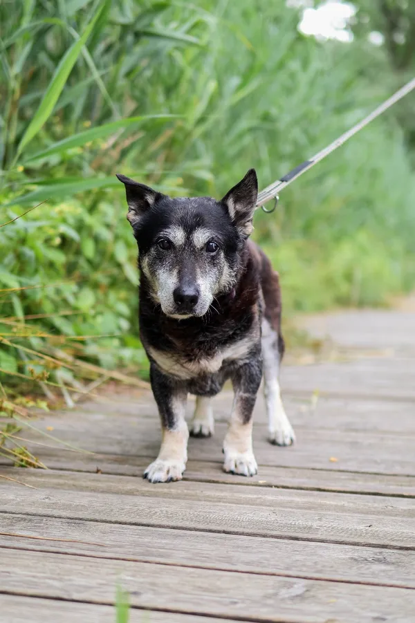 Znaleziono psa, Sosnowiec, 29 marca 2025 (2/5)