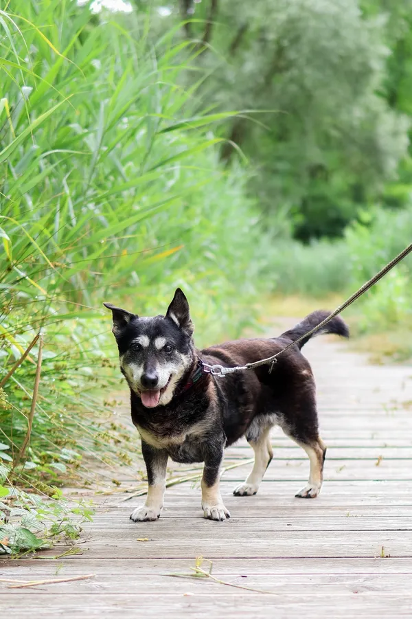 Znaleziono psa, Sosnowiec, 29 marca 2025 (3/5)