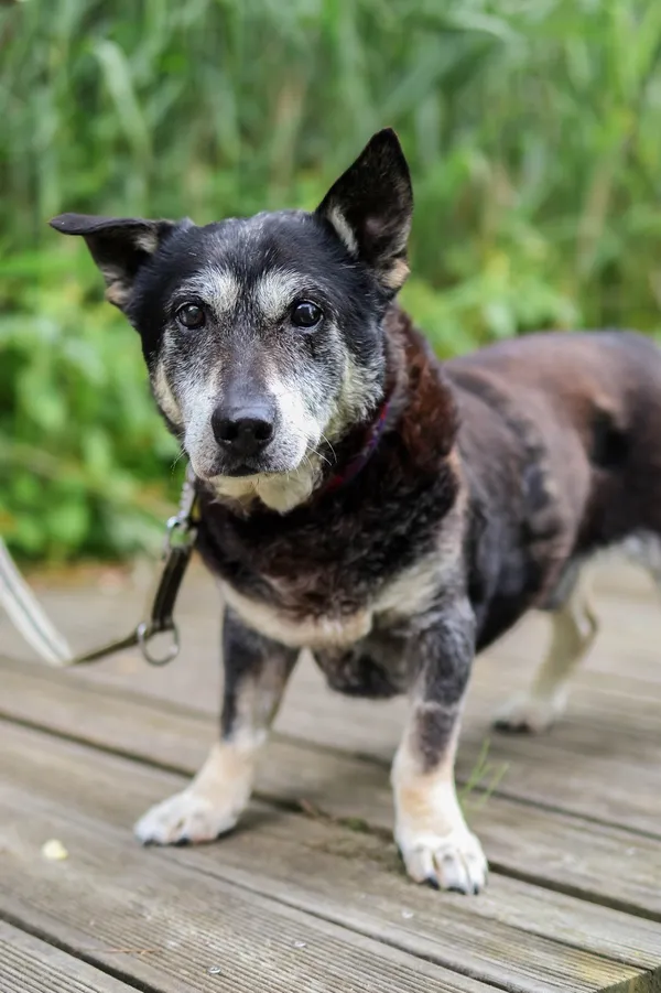 Znaleziono psa, Sosnowiec, 29 marca 2025 (4/5)