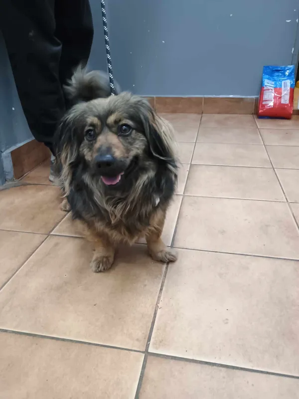 Znaleziono psa, Sosnowiec, 29 marca 2025