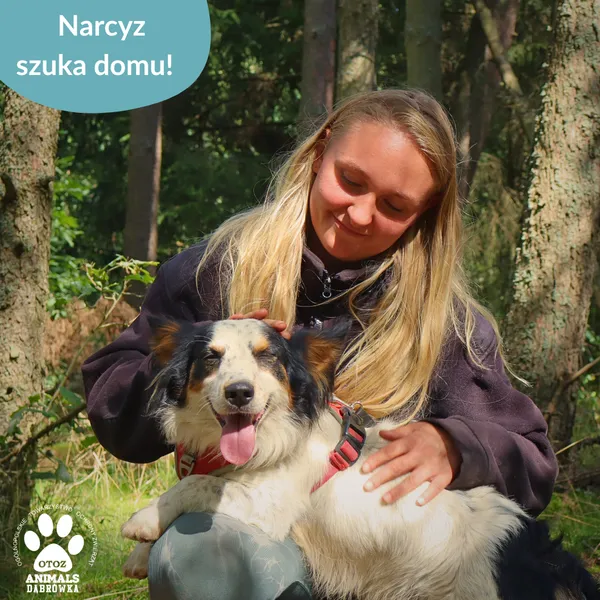 Znaleziono psa, Dąbrówka, 28 sierpnia 2025 (3/4)