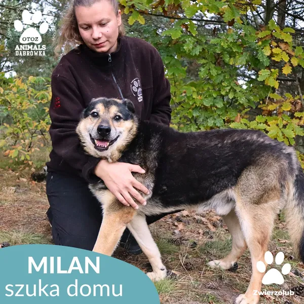Pies do adopcji, Dąbrówka, 29 maja 2023 (2/4)