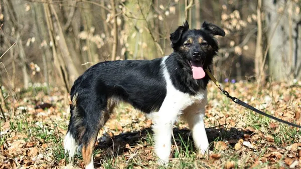 Pies do adopcji, Elbląg, 31 marca 2025 (1/5)