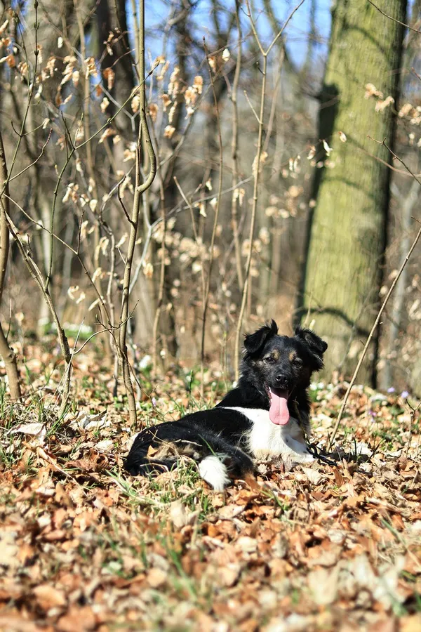 Pies do adopcji, Elbląg, 31 marca 2025 (2/5)