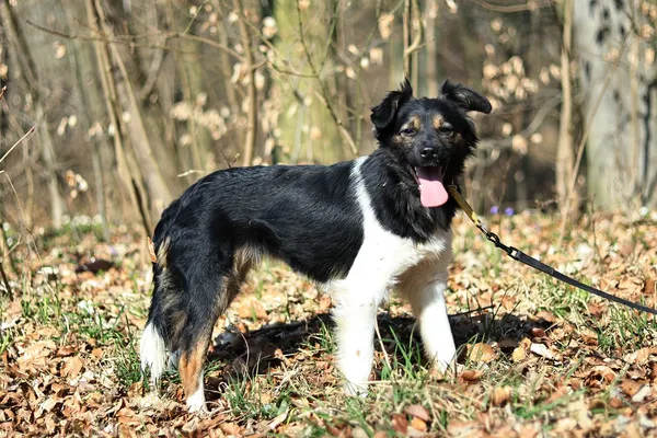 Pies do adopcji, Elbląg, 31 marca 2025 (4/5)