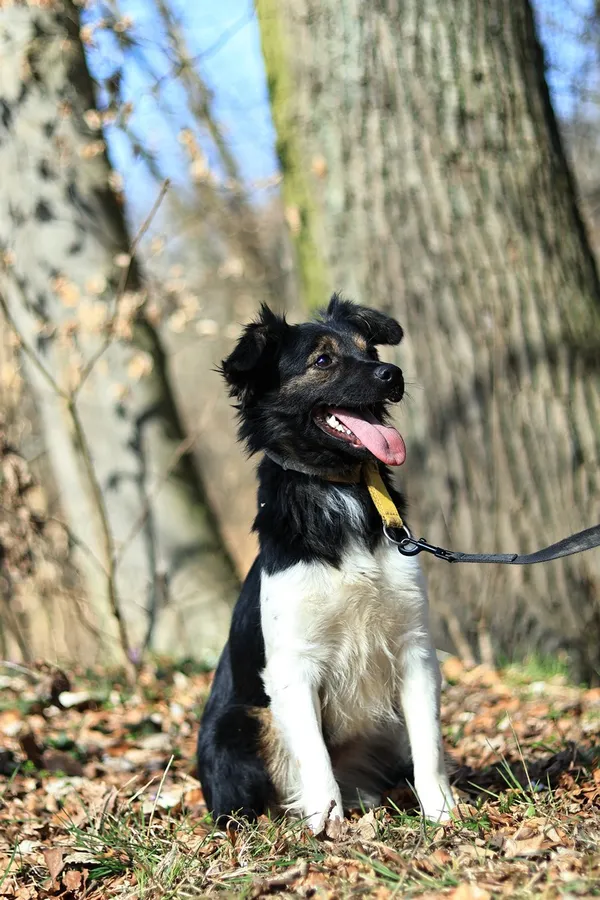 Pies do adopcji, Elbląg, 31 marca 2025 (5/5)