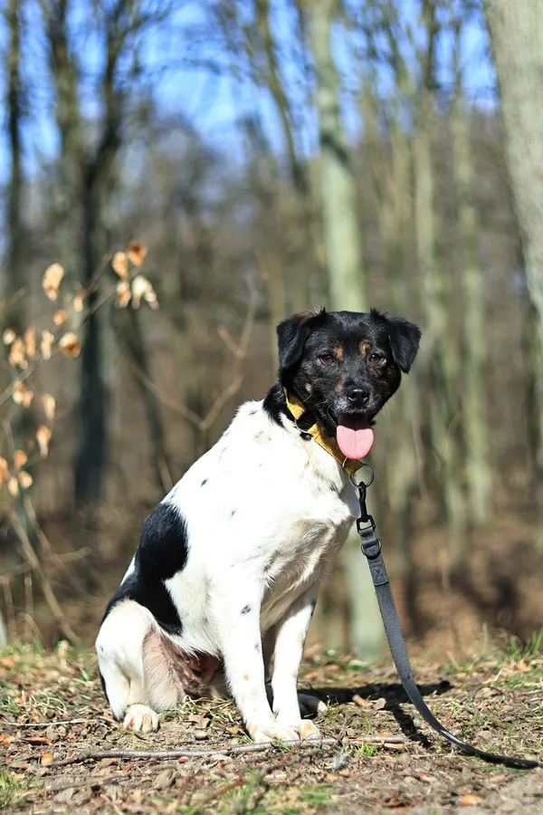 Pies do adopcji, Elbląg, 31 marca 2025 (3/5)