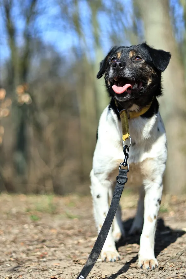 Pies do adopcji, Elbląg, 31 marca 2025 (4/5)