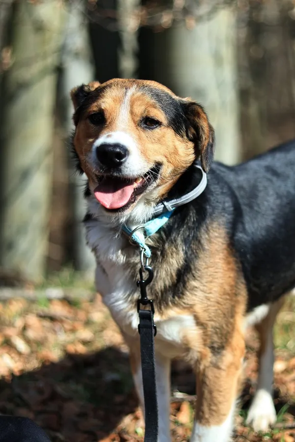 Pies do adopcji, Elbląg, 31 marca 2025 (3/5)