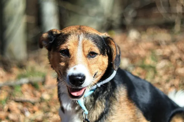 Pies do adopcji, Elbląg, 31 marca 2025 (5/5)