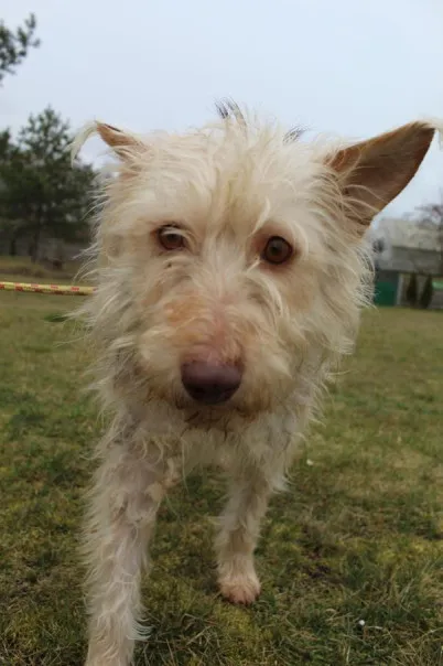 Pies do adopcji, Bełchatów, 3 października 2024 (1/5)