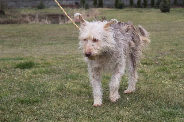 Pies do adopcji, Bełchatów, 3 października 2024 (3/5)