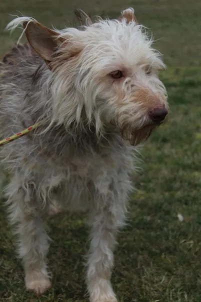 Pies do adopcji, Bełchatów, 3 października 2024 (4/5)