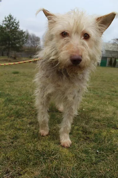 Pies do adopcji, Bełchatów, 3 października 2024 (5/5)