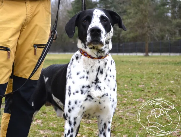 Pies do adopcji, Chełmek, 20 lipca 2024