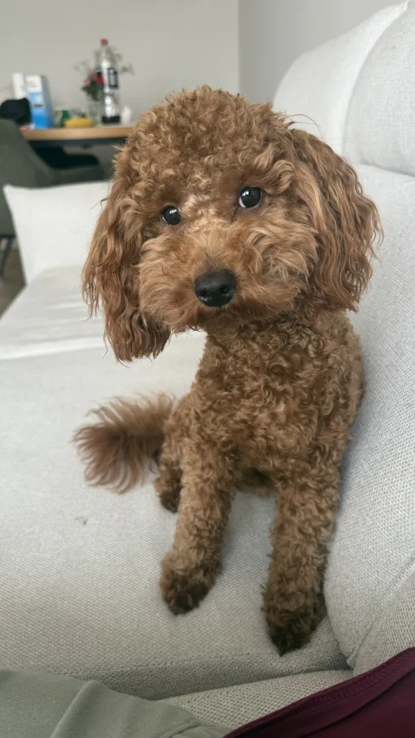 Zaginął pies, Łódź, 1 kwietnia 2025