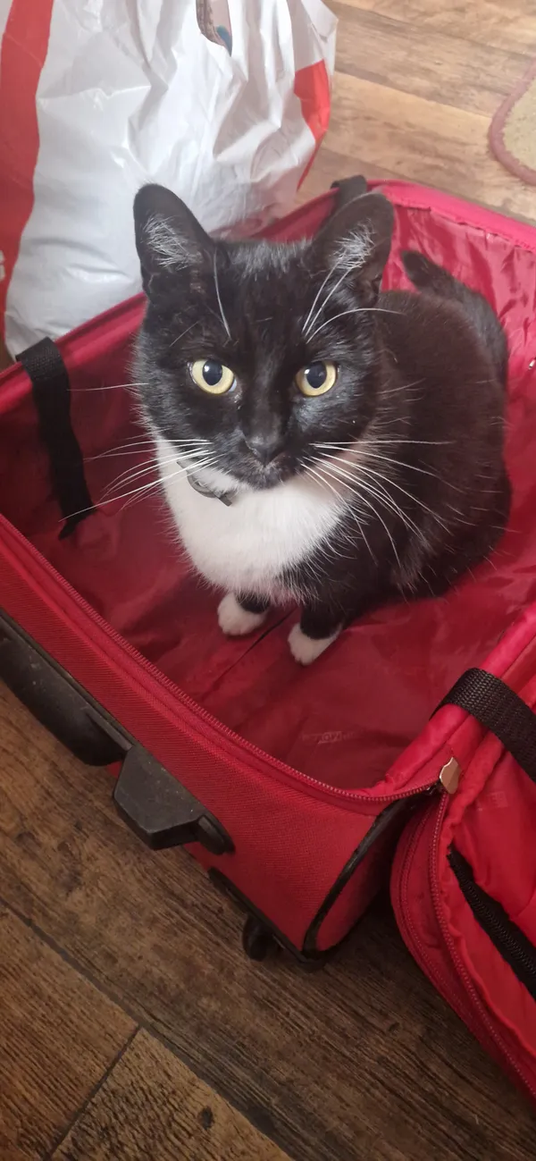 Zaginął kot, Dobczyce, 1 kwietnia 2025