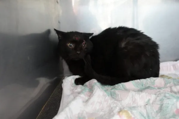 Znaleziono kota, Gdańsk, 1 kwietnia 2025