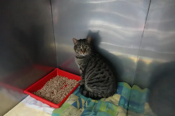 Znaleziono kota, Gdańsk, 1 kwietnia 2025