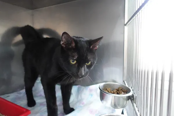 Znaleziono kota, Gdańsk, 1 kwietnia 2025