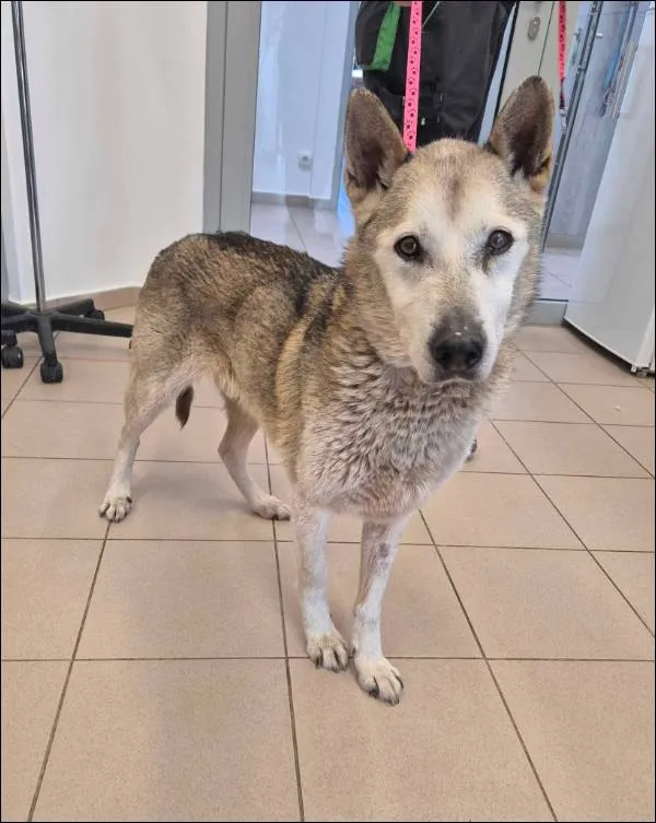 Znaleziono psa, Grudziądz, 1 kwietnia 2025