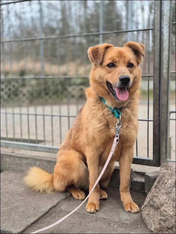 Znaleziono psa, Grudziądz, 29 grudnia 2022