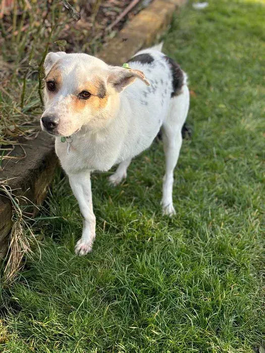 Oddam psa, Toruń, Piaski, 1 kwietnia 2025 (2/4)