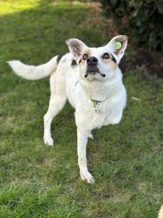 Oddam psa, Toruń, Piaski, 1 kwietnia 2025 (3/4)