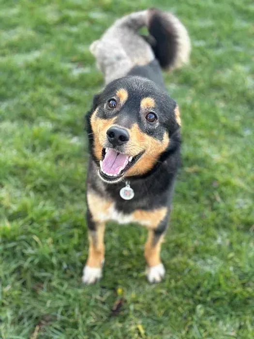 Oddam psa, gmina Białe Błota, 1 kwietnia 2025 (1/4)