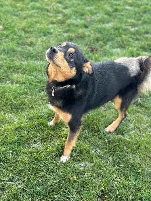 Oddam psa, gmina Białe Błota, 1 kwietnia 2025 (3/4)