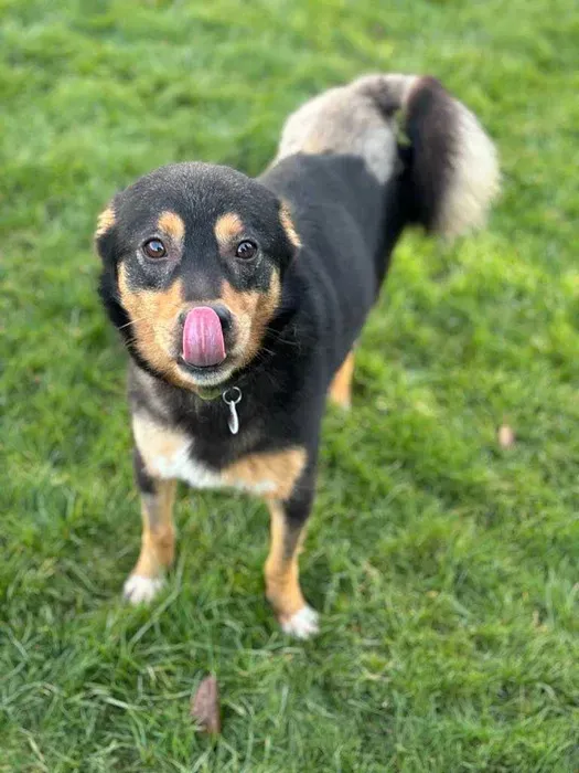 Oddam psa, gmina Białe Błota, 1 kwietnia 2025 (4/4)