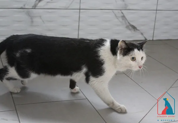 Kot do adopcji, Grudziądz, 29 marca 2025