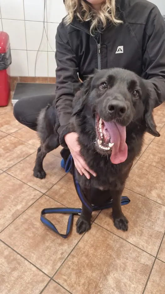 Znaleziono psa, Dobra, 31 marca 2025