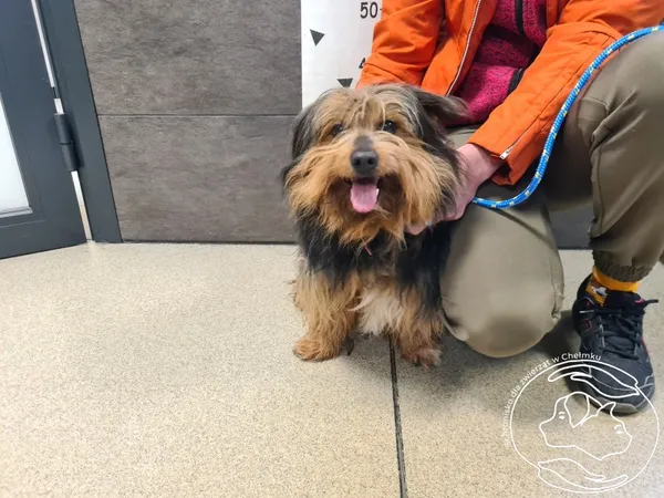 Znaleziono psa, Chełmek, 31 marca 2025