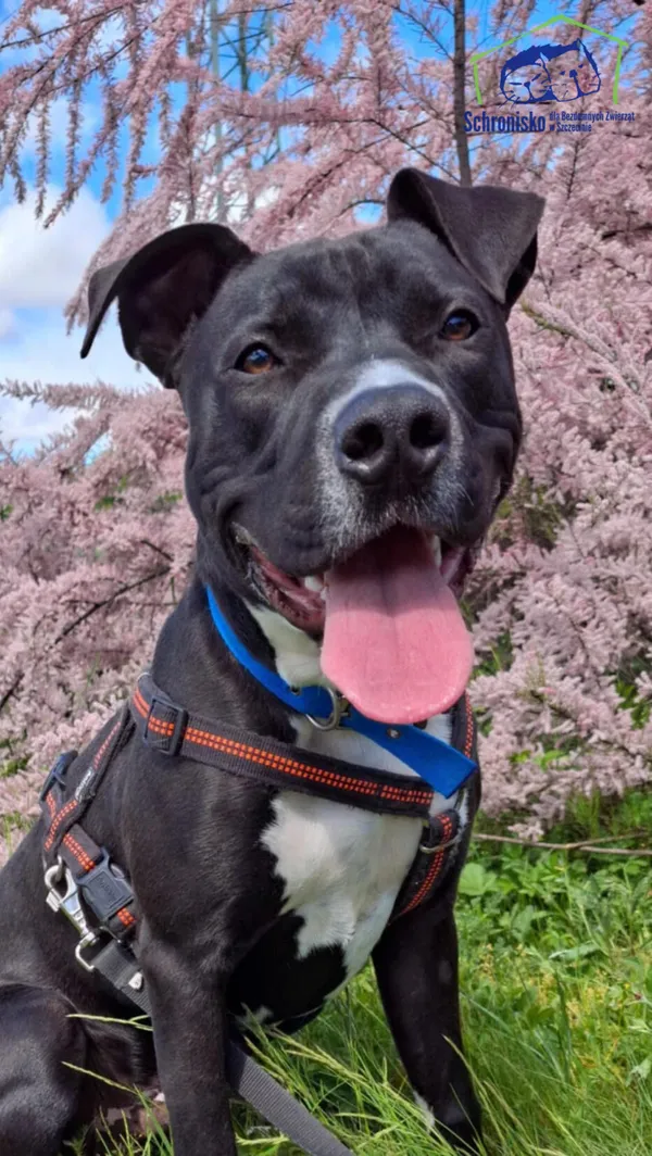 Znaleziono psa, Szczecin, 31 marca 2025 (1/4)